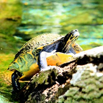 AWA Kayak Tours - Rafting/Kayaking Near Me AWA Kayak Tours - Rafting/Kayaking Near Me
