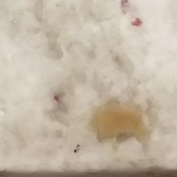 Affordable Designer Granite - Chip is about 5/8 inch long - General Contractors Near Me - Clovis, California Affordable Designer Granite - Chip is about 5/8 inch long - General Contractors Near Me - Clovis, California