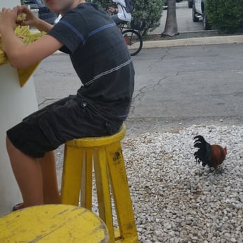 Cuban Coffee Queen Waterfront - Even the local roosters love Cuban Coffee Queen - Coffee & Tea Near Me - Key West, Florida