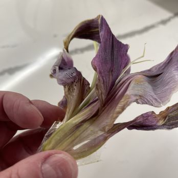 V Florist - Flower was taped to the stem. - Florists Near Me - Las Vegas, Nevada V Florist - Flower was taped to the stem. - Florists Near Me - Las Vegas, Nevada