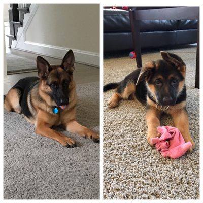 shiraz german shepherds