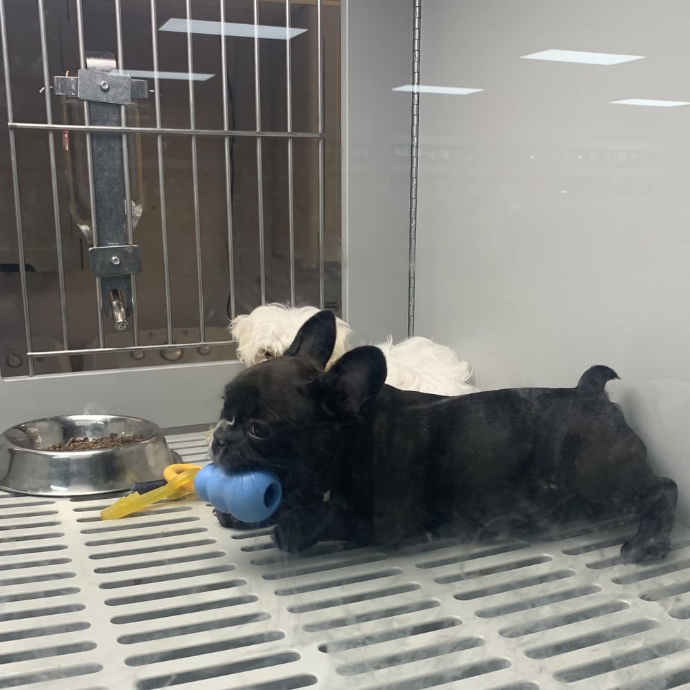 Petland - Memphis - French Bulldog - Pet Stores Near Me - Memphis, Tennessee