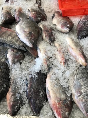 Pescaderia Ensenada by null