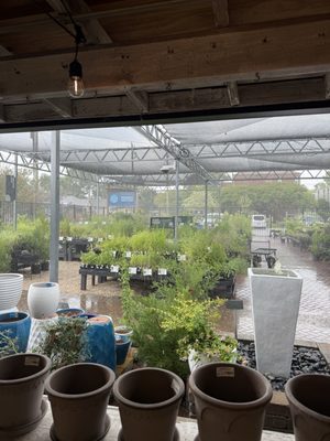 Buchanan's Native Plants by null