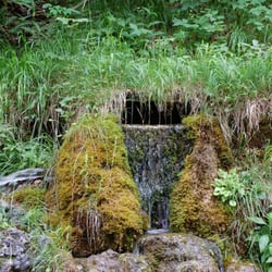 Maisalm