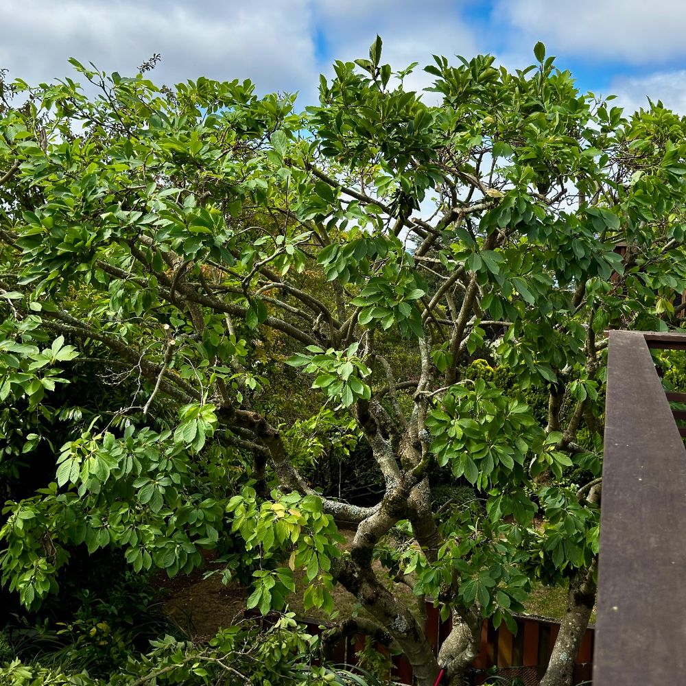 Timberline Tree Care - Tree Services Near Me Timberline Tree Care - Tree Services Near Me