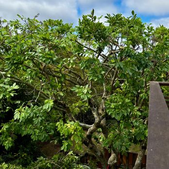 Timberline Tree Care - Tree Services Near Me Timberline Tree Care - Tree Services Near Me