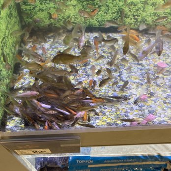 PetSmart - A pile of dead fish with other fish eating off their flaking bodies. - Pet Training Near Me - Citrus Heights, California PetSmart - A pile of dead fish with other fish eating off their flaking bodies. - Pet Training Near Me - Citrus Heights, California