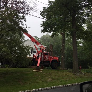 Elite Tree Services - Tree Services Near Me - Dover, New Jersey