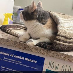Cats Only Veterinary Clinic - Julie getting burritoed