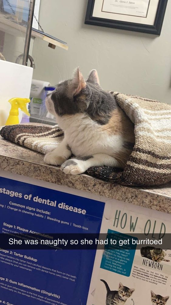 Cats Only Veterinary Clinic - pet boarding facility in Norman, OK