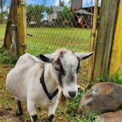 Kauai Animal Education Farm