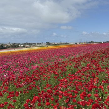 The Flower Fields - Venues & Event Spaces Near Me - Carlsbad, California
