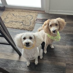 Best In Show Dog and Cat Grooming - Grooming results