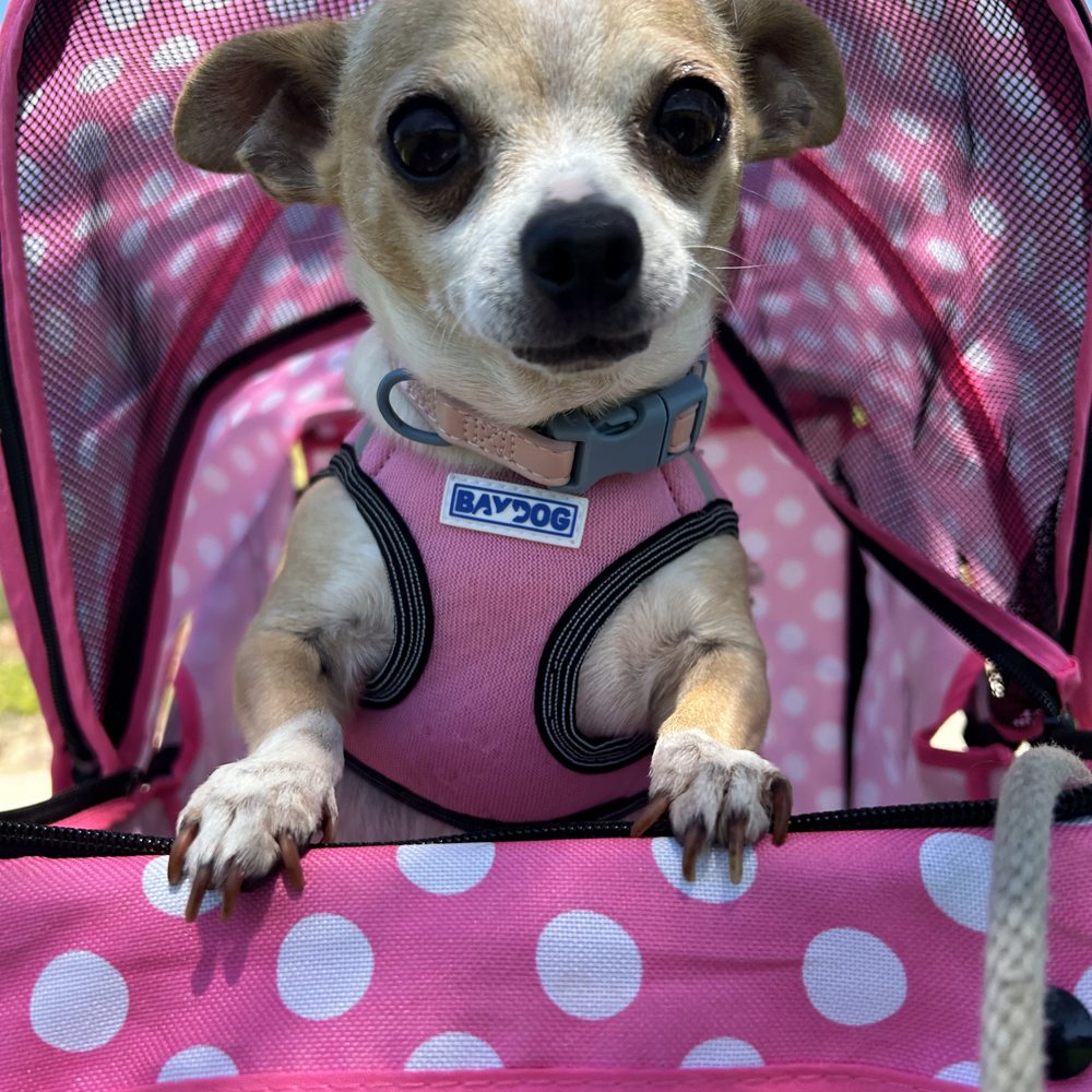 Hearts For Paws - never having had a collar or leash or harness on to walking on leash, picking up and handling without being attacked - Animal Shelters Near Me