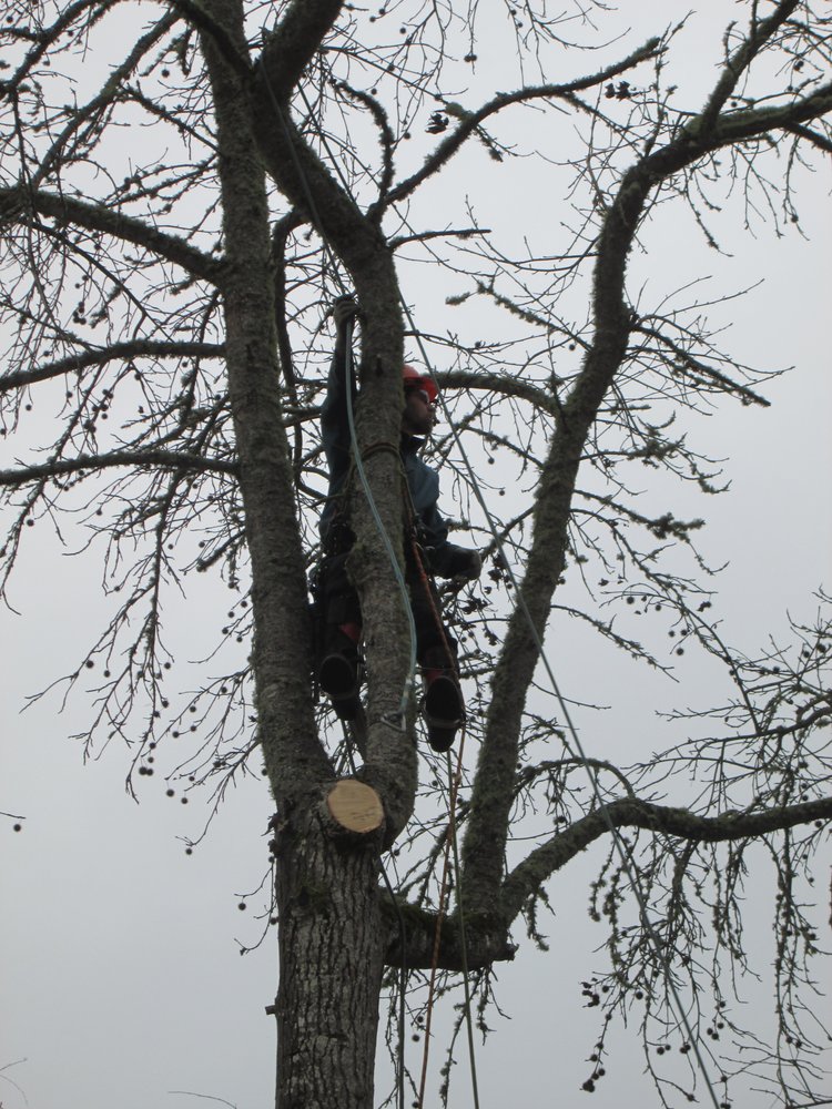 Artistic Arborist - tree service in Springfield, OR