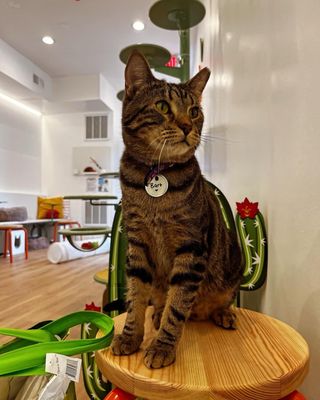 Get A Gato by null