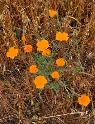 Los Penasquitos Canyon County Preserve by null