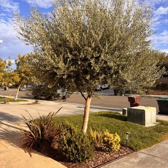 HP Tree Service - Before - Tree Services Near Me - Temecula, California
