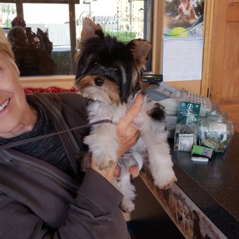 Classy Critter's - This sassy little Biewer settled down because of the patience and gentle care - Pet Groomers Near Me - Sedona, Arizona Classy Critter's - This sassy little Biewer settled down because of the patience and gentle care - Pet Groomers Near Me - Sedona, Arizona