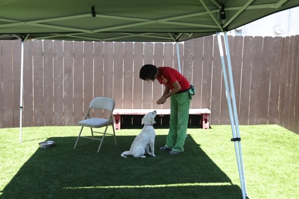 Canine To Five by null