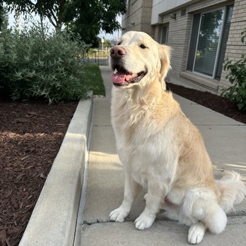 Dog Savvy - Pet Groomers Near Me - Denver, Colorado Dog Savvy - Pet Groomers Near Me - Denver, Colorado