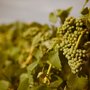 Photo of Alexeli Vineyard & Winery
