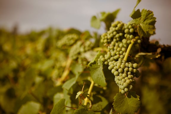 Alexeli Vineyard & Winery