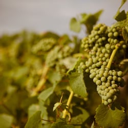 Alexeli Vineyard & Winery - AlexEli Vineyard & Winery