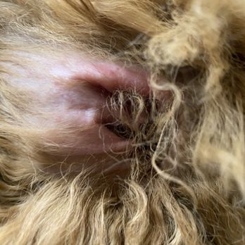 Pawtooine Grooming - Red irritated ear - Pet Groomers Near Me Pawtooine Grooming - Red irritated ear - Pet Groomers Near Me