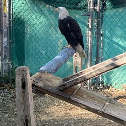 Wildhaven Ranch - A stoic but beautiful bald eagle!