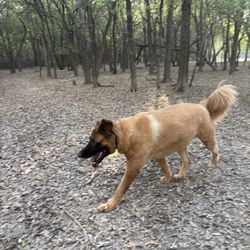 Tails 'N Trails