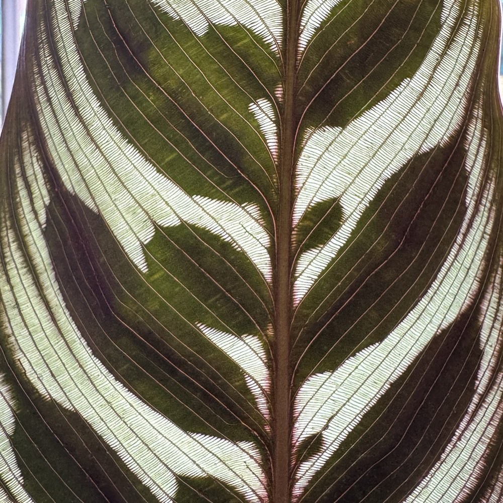 Cafe Tenby - Prayer plant at the window - Coffee & Tea Near Me - Port Townsend, Washington
