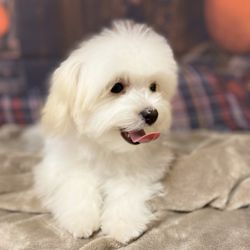 Whatapuppy Grooming Salon - Sweet bindi