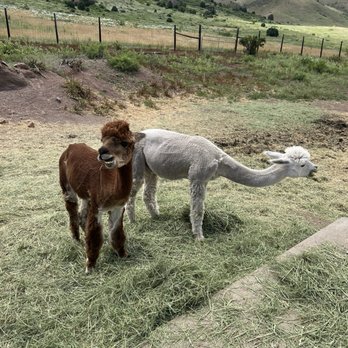 Smooth Alpaca Experience - Alpacas - Petting Zoos Near Me - Golden, Colorado Smooth Alpaca Experience - Alpacas - Petting Zoos Near Me - Golden, Colorado