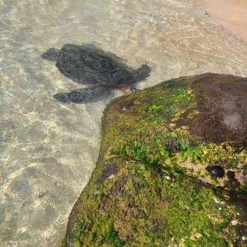 Lanikai Beach - Don't bother me, I'm eating here - Beaches Near Me - Kailua, Hawaii Lanikai Beach - Don't bother me, I'm eating here - Beaches Near Me - Kailua, Hawaii