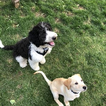 Walkin' The Dog - Taco and Bode - Pet Boarding Near Me - Avon, Colorado