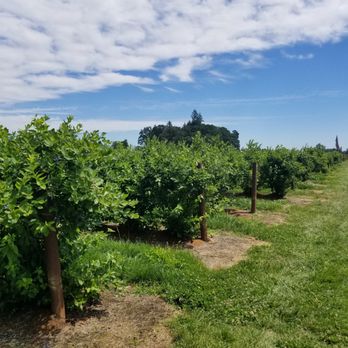 John Coussen Farms - Pick Your Own Farms Near Me - Hillsboro, Oregon John Coussen Farms - Pick Your Own Farms Near Me - Hillsboro, Oregon