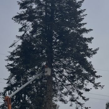 Misael Tree Services - Tree Services Near Me - Renton, Washington Misael Tree Services - Tree Services Near Me - Renton, Washington