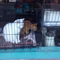 Food Dish Wishes - Wharf - Whitecourt homeless animal rescue foundation!