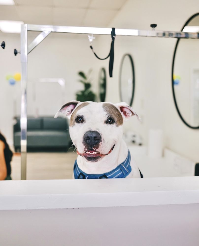 BUTTER PAWS 51 Photos & 26 Reviews 10044 Adams Ave, Huntington