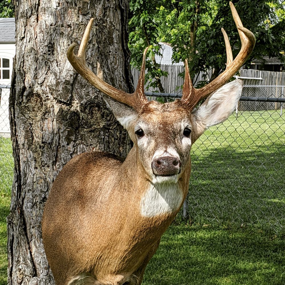 Brian's Wildlife Studio - taxidermy in Strafford, MO