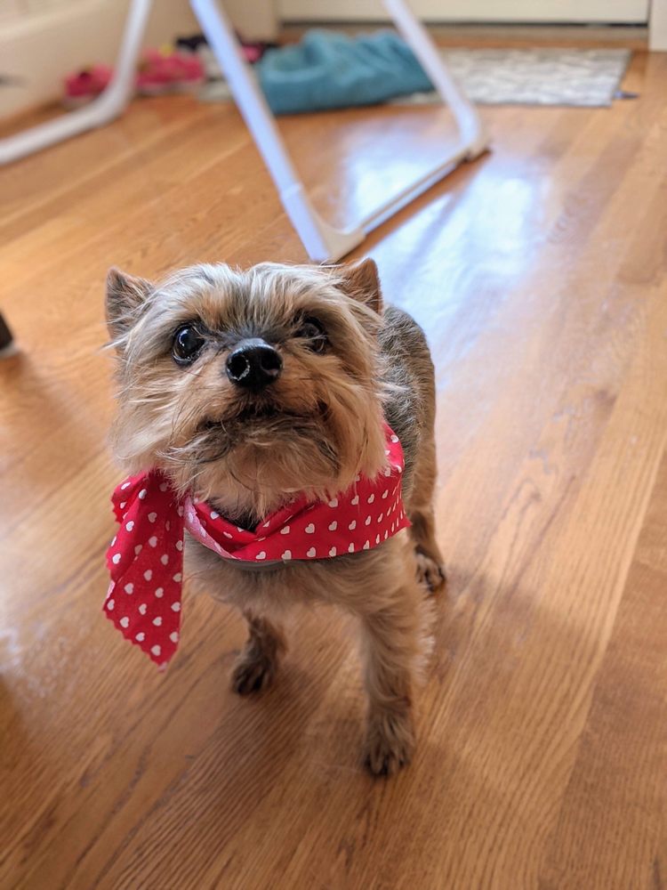 PETITUDE GROOMING SALON 12 Photos & 14 Reviews 356 Longview Plz