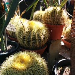Big selection of hardy succulents and cacti for drought-tolerant landscaping.