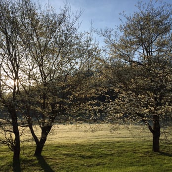 Dancing Bear Lodge - Blossoms near the fitness center. - Hotels Near Me - Townsend, Tennessee