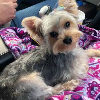 Petco - This is her 1st haircut and what she should look like - Pet Training Near Me - Farmington, Missouri
