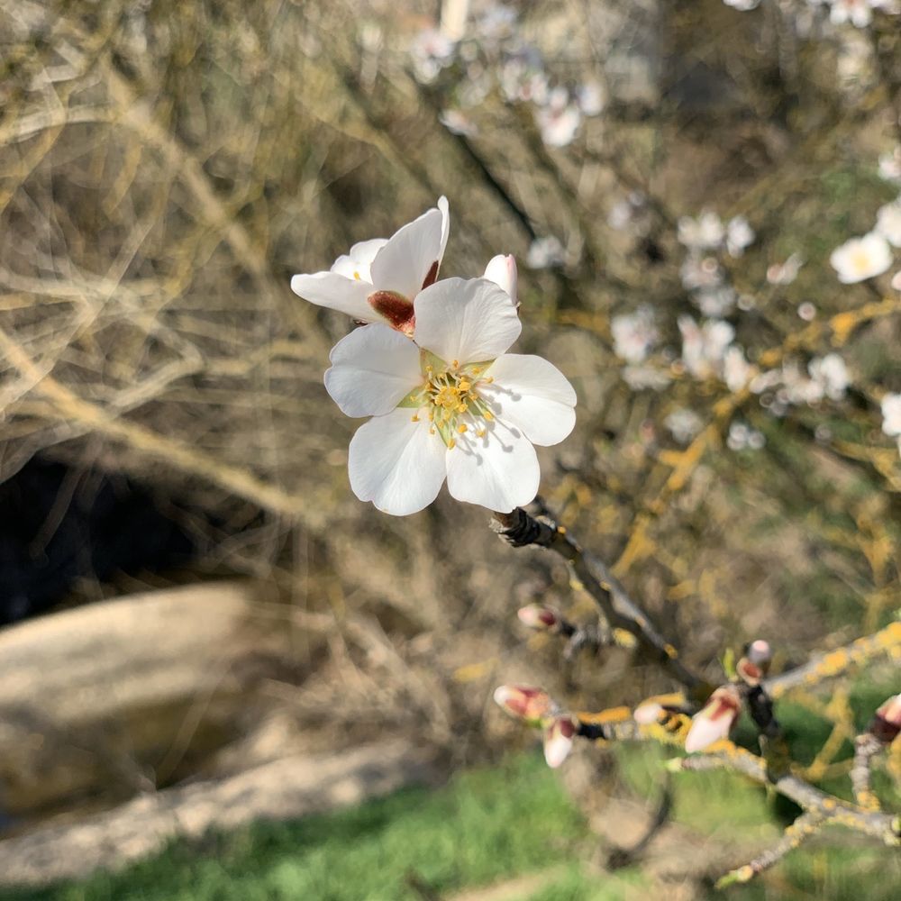 The trees are just beginning to bloom! Perfect time for a visit. The trees are just beginning to bloom! Perfect time for a visit.