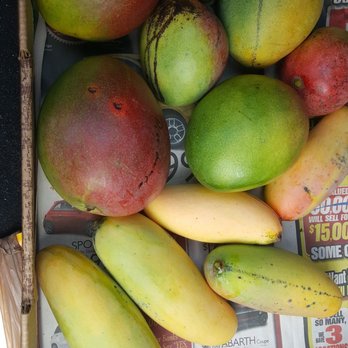 Zill's Mangoes - Zill, Providence, Fruit Punch and Maha Chanook mangos - Fruits & Veggies Near Me - Boynton Beach, Florida Zill's Mangoes - Zill, Providence, Fruit Punch and Maha Chanook mangos - Fruits & Veggies Near Me - Boynton Beach, Florida