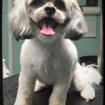 4 Pawz Mobile Spa - Pet Groomers Near Me