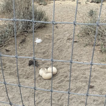 Ostrichland USA - Eggs just laid - Attraction Farms Near Me - Solvang, California Ostrichland USA - Eggs just laid - Attraction Farms Near Me - Solvang, California